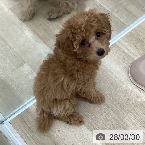 群馬県のトイプードル(トイ) (ペットプラス 前橋店/2025年12月31日生まれ/女の子/オレンジフォーン)の子犬の3枚目の画像