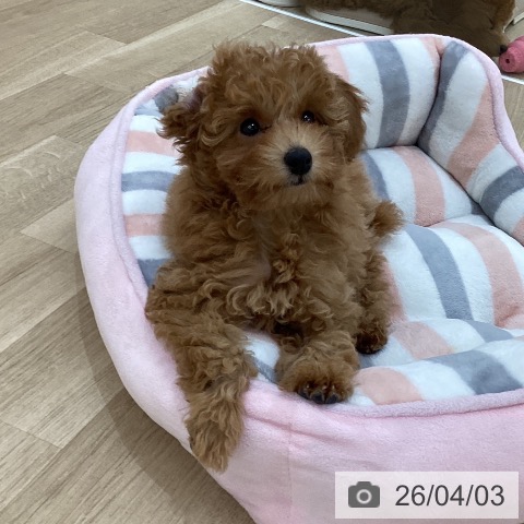 群馬県のトイプードル(トイ) (ペットプラス 前橋店/2025年12月31日生まれ/女の子/オレンジフォーン)の子犬の3枚目の画像