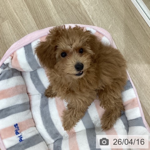 群馬県のトイプードル(トイ) (ペットプラス 前橋店/2025年12月31日生まれ/女の子/オレンジフォーン)の子犬の3枚目の画像