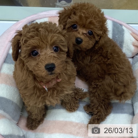 埼玉県のトイプードル(トイ) (ペットプラス 羽生店/2025年12月31日生まれ/女の子/レッドフォーン)の子犬の4枚目の画像