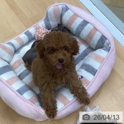 埼玉県のトイプードル(トイ) (ペットプラス 羽生店/2025年12月31日生まれ/女の子/レッドフォーン)の子犬の4枚目の画像