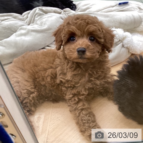 埼玉県のトイプードル(トイ) (ペットプラス 羽生店/2025年12月31日生まれ/女の子/レッドフォーン)の子犬の3枚目の画像