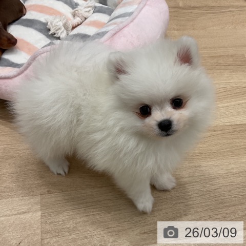群馬県のポメラニアン (ペットプラス イオンモール太田店/2026年1月4日生まれ/男の子/クリーム)の子犬の4枚目の画像