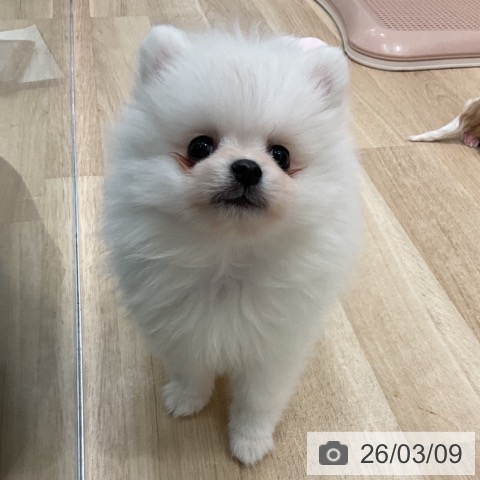 群馬県のポメラニアン (ペットプラス イオンモール太田店/2026年1月4日生まれ/男の子/クリーム)の子犬の3枚目の画像