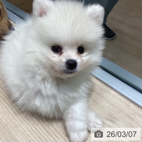 ポメラニアンの写真