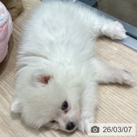 ポメラニアンの写真