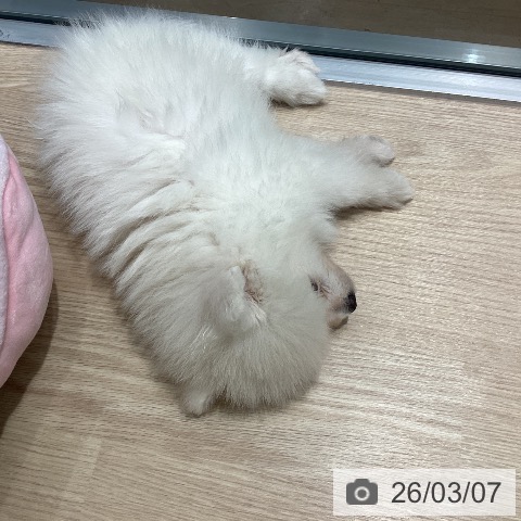 ポメラニアンの写真