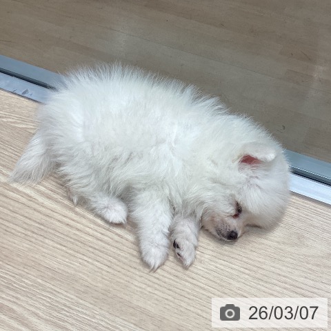 ポメラニアンの写真