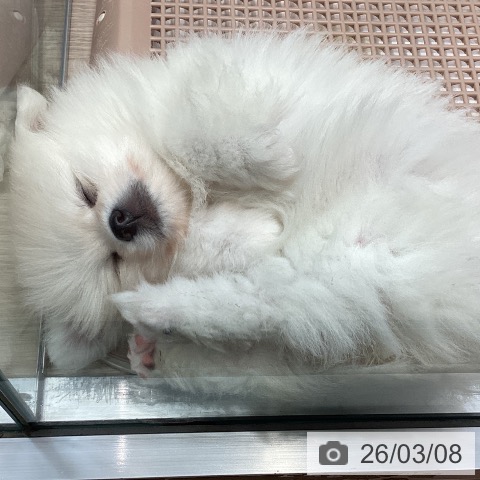 千葉県のポメラニアン (ペットプラス 柏店/2026年1月4日生まれ/男の子/クリーム)の子犬の3枚目の画像