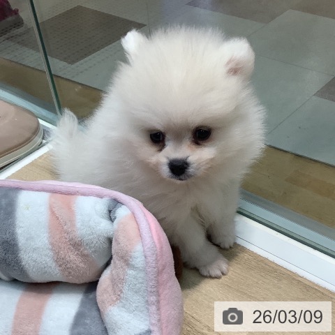 埼玉県のポメラニアン (ペットプラス ららぽーと新三郷店/2026年1月4日生まれ/女の子/クリーム)の子犬の3枚目の画像