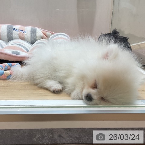 埼玉県のポメラニアン (ペットプラス ららぽーと新三郷店/2026年1月4日生まれ/女の子/クリーム)の子犬の3枚目の画像