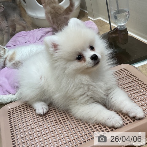 埼玉県のポメラニアン (ペットプラス ららぽーと新三郷店/2026年1月4日生まれ/女の子/クリーム)の子犬の3枚目の画像