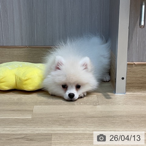 埼玉県のポメラニアン (ペットプラス ららぽーと新三郷店/2026年1月4日生まれ/女の子/クリーム)の子犬の4枚目の画像