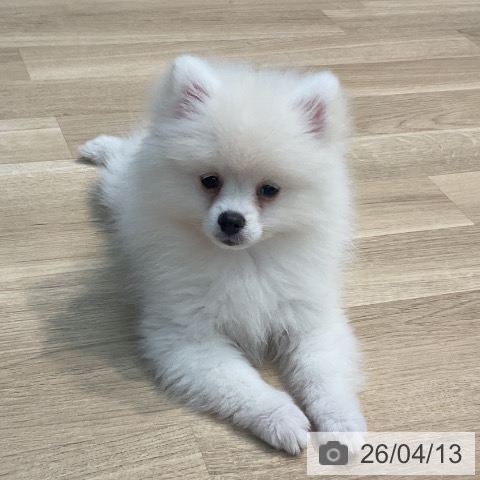 埼玉県のポメラニアン (ペットプラス ららぽーと新三郷店/2026年1月4日生まれ/女の子/クリーム)の子犬の3枚目の画像