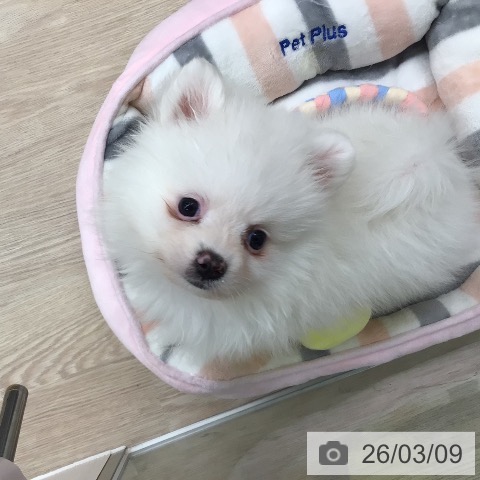 ポメラニアンの写真