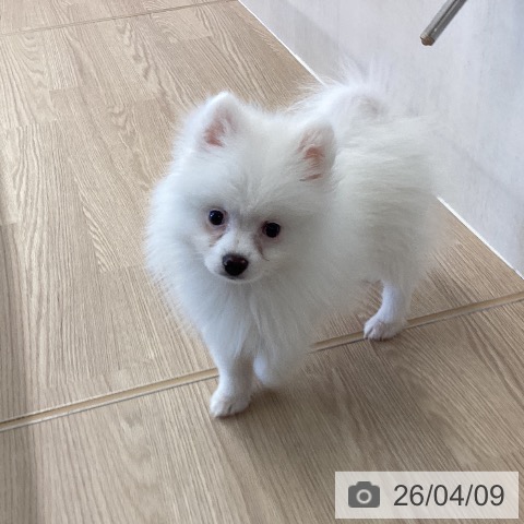 埼玉県のポメラニアン (ペットプラス 八潮店/2026年1月4日生まれ/男の子/クリーム)の子犬の3枚目の画像