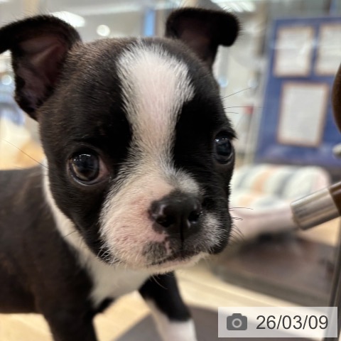 ボストン・テリアの写真