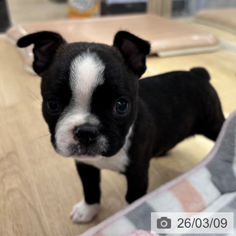 ボストン・テリアの写真