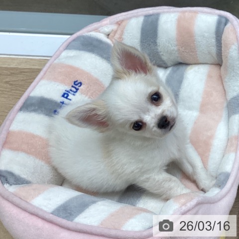 千葉県のチワワ(ロング) (ペットプラス 船橋店/2025年12月29日生まれ/男の子/ホワイトクリーム)の子犬の4枚目の画像