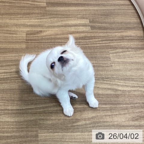 茨城県のチワワ(ロング) (ペッツワン 阿見店/2025年12月29日生まれ/男の子/ホワイトクリーム)の子犬の4枚目の画像