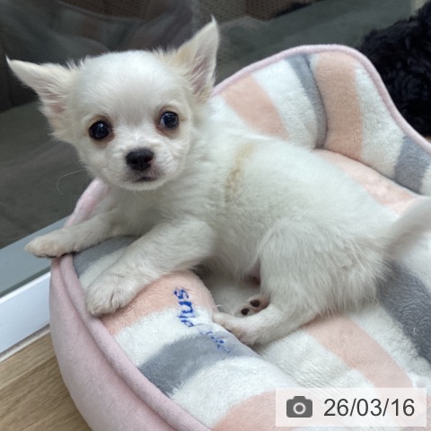 千葉県のチワワ(ロング) (ペットプラス 船橋店/2025年12月29日生まれ/男の子/ホワイトクリーム)の子犬の3枚目の画像