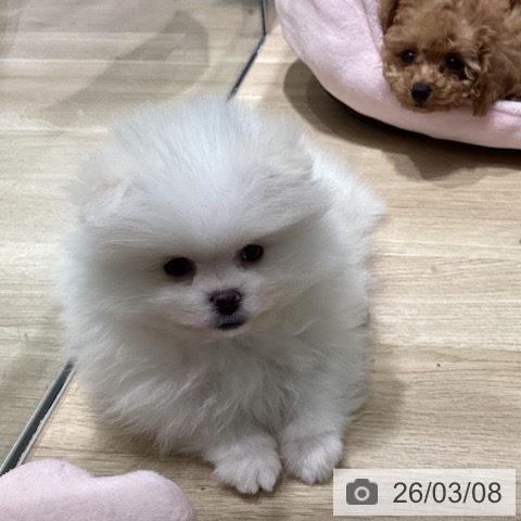 ポメラニアンの写真