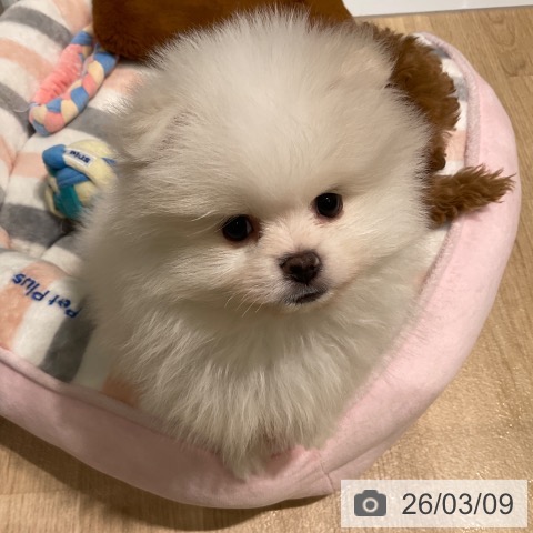 ポメラニアンの写真