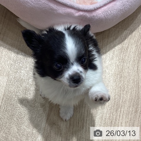 埼玉県のチワワ(ロング) (ペットプラス ピオニウォーク東松山店/2026年1月6日生まれ/男の子/ホワイトブラック)の子犬の4枚目の画像