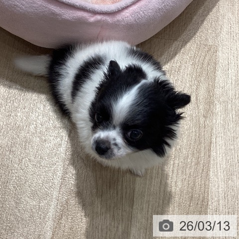 埼玉県のチワワ(ロング) (ペットプラス ピオニウォーク東松山店/2026年1月6日生まれ/男の子/ホワイトブラック)の子犬の3枚目の画像