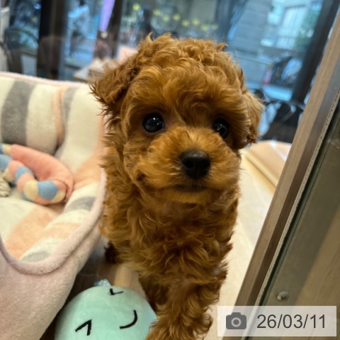 神奈川県のトイプードル(トイ) (ペットプラス 武蔵小杉店/2026年1月6日生まれ/男の子/レッド)の子犬の3枚目の画像