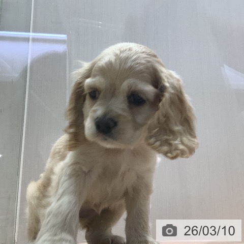 山梨県のアメリカンコッカースパニエル (ペットプラス 甲府昭和店/2026年1月6日生まれ/女の子/バフ)の子犬の4枚目の画像