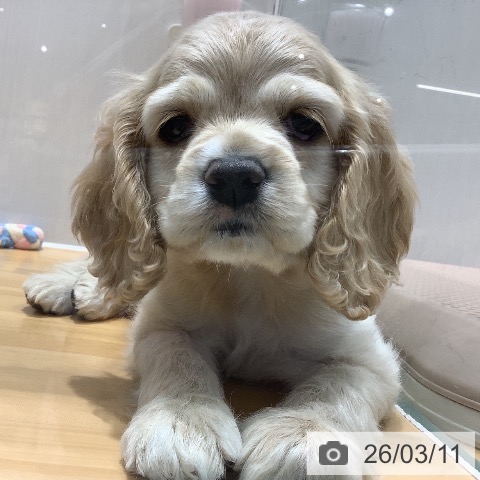 山梨県のアメリカンコッカースパニエル (ペットプラス 甲府昭和店/2026年1月6日生まれ/女の子/バフ)の子犬の3枚目の画像