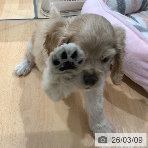 埼玉県のアメリカンコッカースパニエル (ペットプラス 羽生店/2026年1月6日生まれ/男の子/バフ)の子犬の4枚目の画像