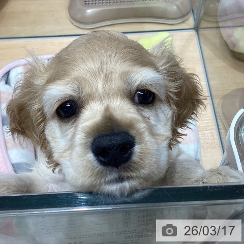 埼玉県のアメリカンコッカースパニエル (ペットプラス 羽生店/2026年1月6日生まれ/男の子/バフ)の子犬の3枚目の画像