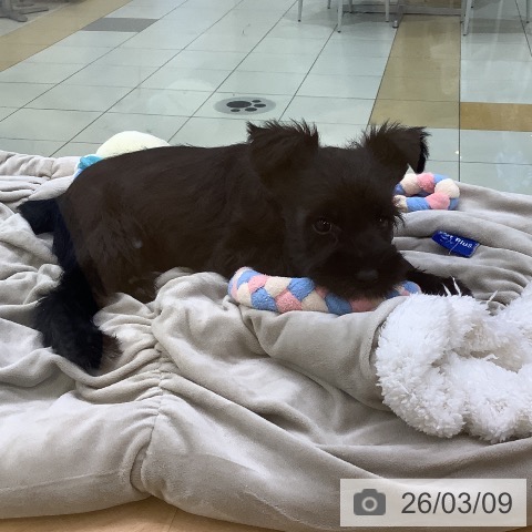 埼玉県のミニチュアシュナウザー (ペットプラス 羽生店/2026年1月6日生まれ/男の子/ブラックホワイト)の子犬の4枚目の画像
