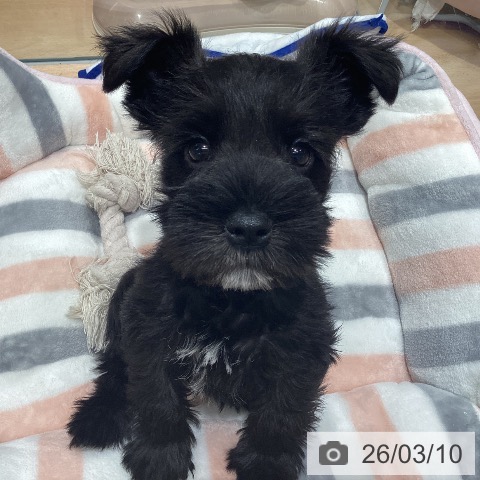 埼玉県のミニチュアシュナウザー (ペットプラス 羽生店/2026年1月6日生まれ/男の子/ブラックホワイト)の子犬の3枚目の画像