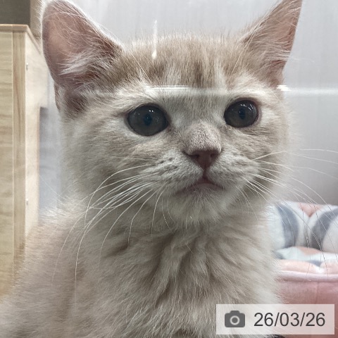 宮城県のブリティッシュショートヘアー (ペットプラス 仙台上杉店/2025年12月31日生まれ/男の子/クリーム)の子猫の4枚目の画像