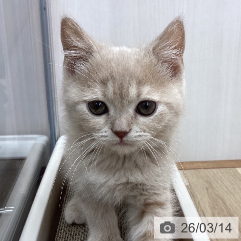 宮城県のブリティッシュショートヘアー (ペットプラス 仙台上杉店/2025年12月31日生まれ/男の子/クリーム)の子猫の3枚目の画像