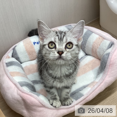 アメリカンショートヘアの写真