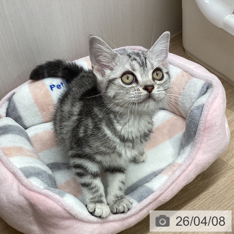 アメリカンショートヘアの写真