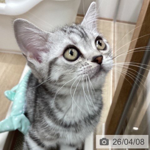 アメリカンショートヘアの写真