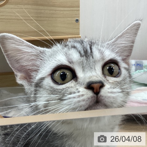 アメリカンショートヘアの写真