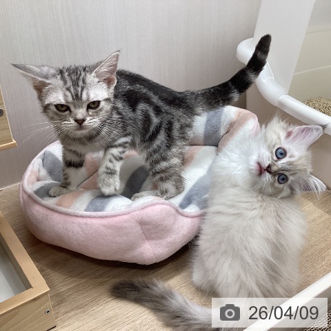 アメリカンショートヘアの写真