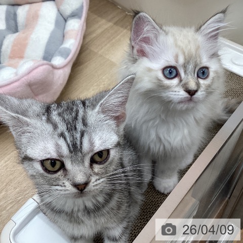 アメリカンショートヘアの写真