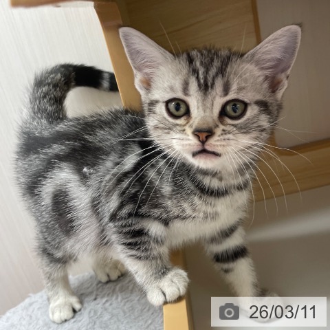 東京都のアメリカンショートヘアー (ペットプラス MARK IS 葛飾かなまち店/2026年1月2日生まれ/女の子/シルバータビー)の子猫の4枚目の画像