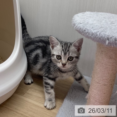 東京都のアメリカンショートヘアー (ペットプラス MARK IS 葛飾かなまち店/2026年1月2日生まれ/女の子/シルバータビー)の子猫の3枚目の画像