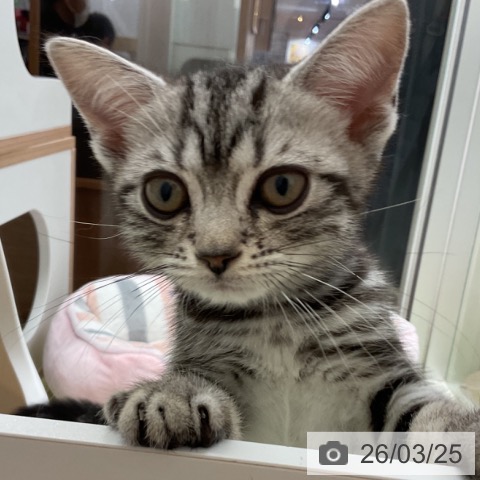 千葉県のアメリカンショートヘアー (ペットプラス 成田店/2026年1月3日生まれ/男の子/シルバータビー)の子猫の3枚目の画像