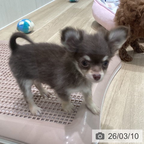 宮城県のチワワ(ロング) (ペットプラス 仙台泉大沢店/2025年12月25日生まれ/男の子/チョコレートタンホワイト)の子犬の4枚目の画像