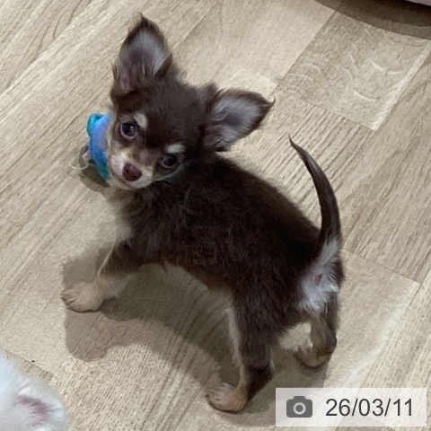 宮城県のチワワ(ロング) (ペットプラス 仙台泉大沢店/2025年12月25日生まれ/男の子/チョコレートタンホワイト)の子犬の3枚目の画像