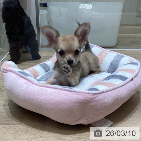 宮城県のチワワ(ロング) (ペットプラス 名取店/2025年12月25日生まれ/男の子/フォーンホワイト)の子犬の4枚目の画像